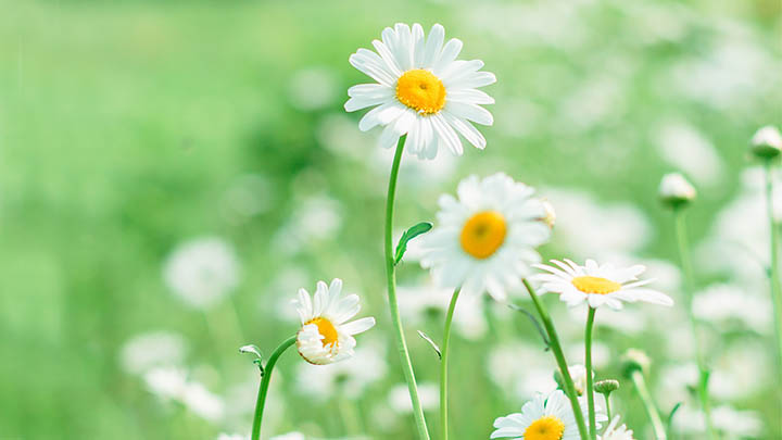 快连下载Mac卡顿?全球专线优化与SSL协议加速详解 快连下载Mac卡顿?全球专线优化与SSL协议加速详解 二