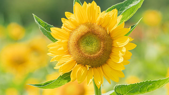 快连下载中断怎么办？极速修复指南教你3分钟解决连接问题 二